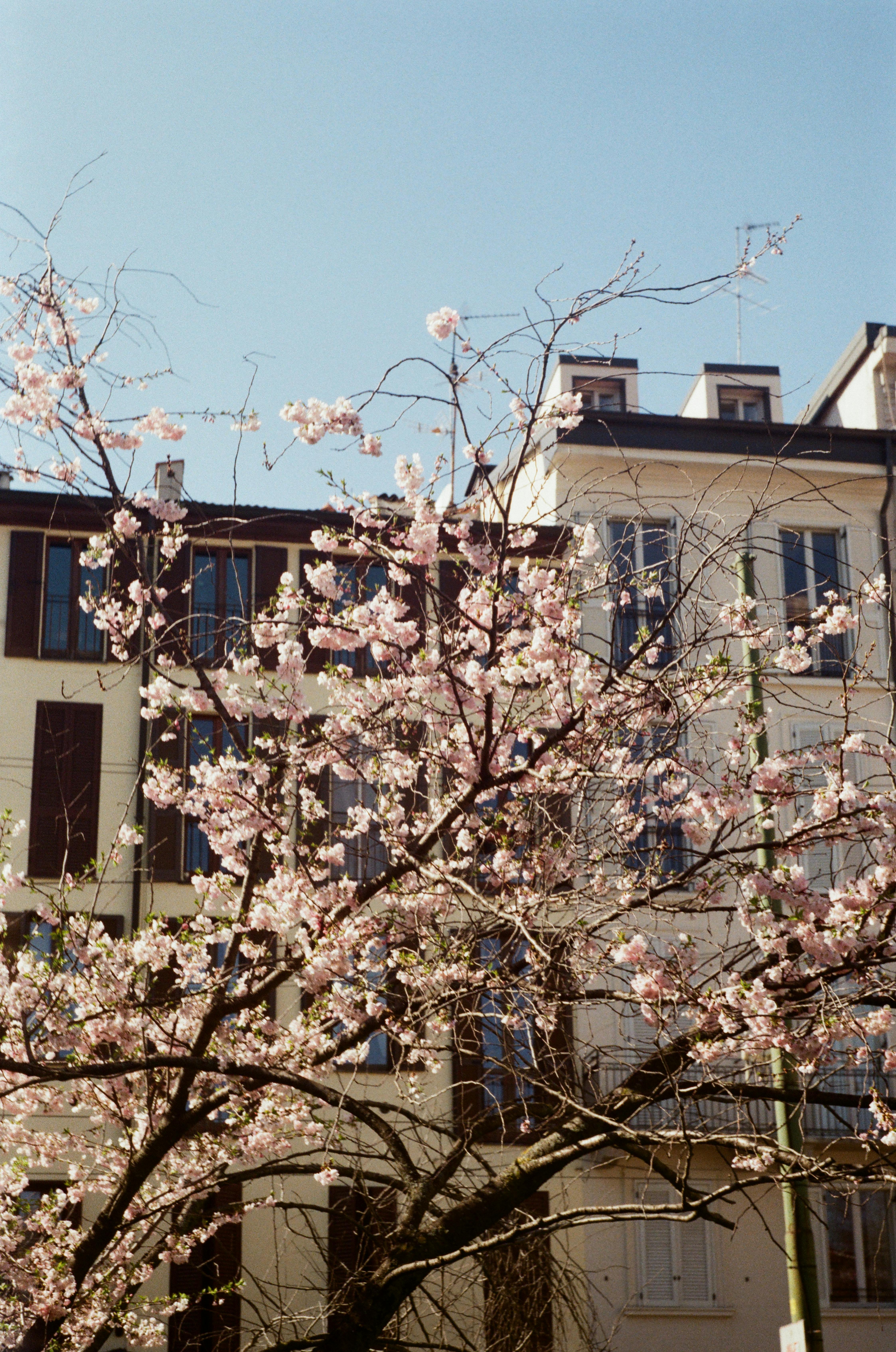 ARBOL DE CERESO